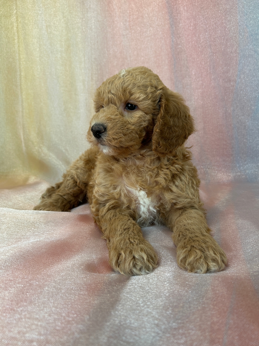 Female Bichon Poodle Mix for Sale DOB 8-25-2025 $950